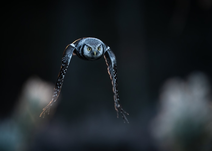Northern Hawk Owl in flight