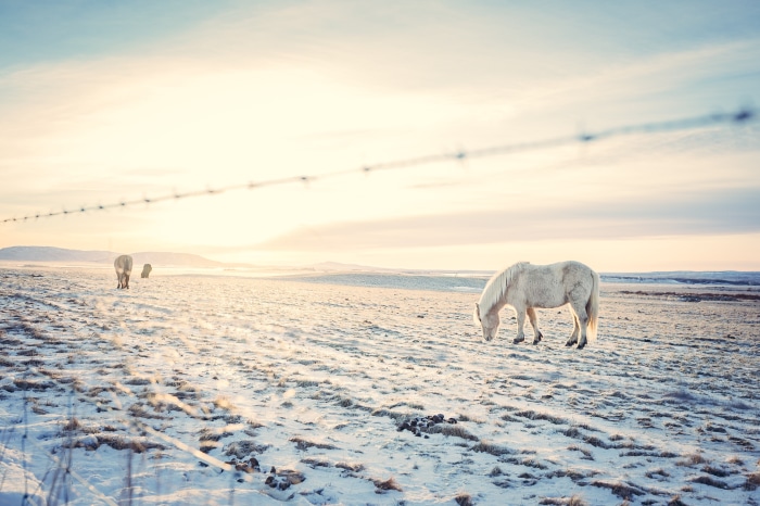 White horse grazing in a snowy field