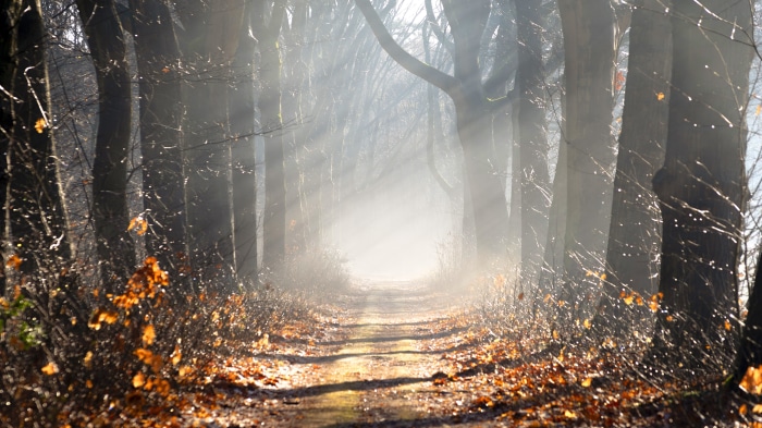 Sunbeams on a forest path with autumn leaves