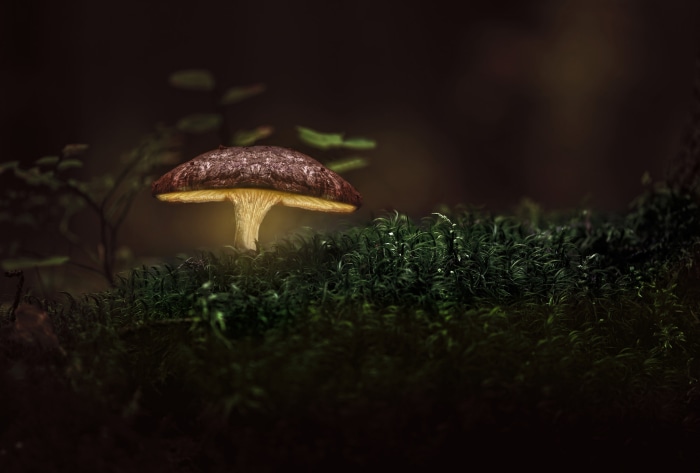 Glowing mushroom on mossy forest floor