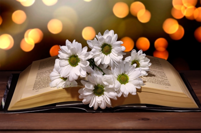 Open book with white flowers and bokeh lights
