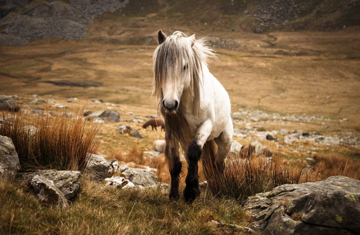 White horse with long mane in a rocky landscape