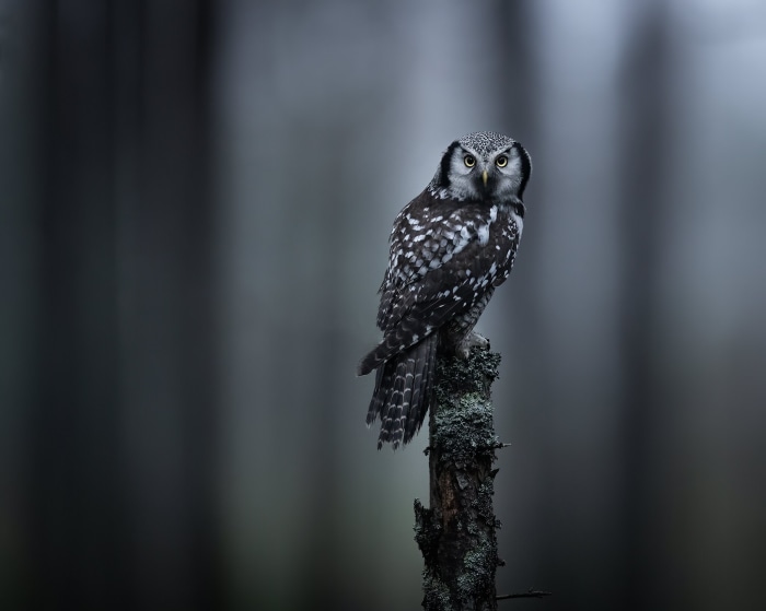 Northern Hawk Owl perched on a tree stump