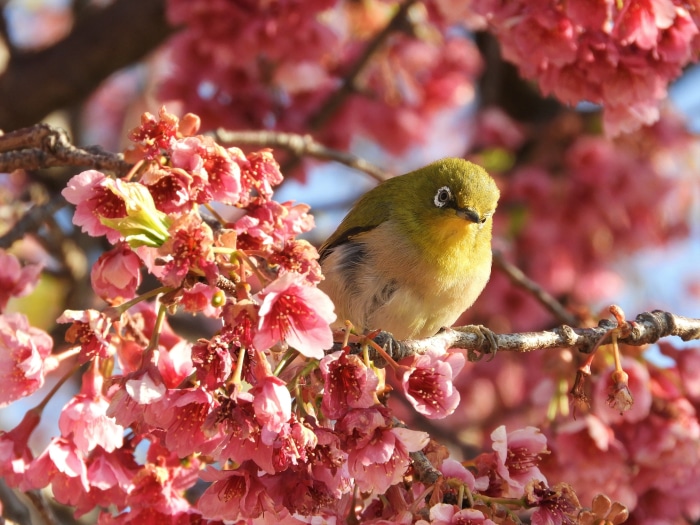 Japanese White-eye bird on cherry blossom branch