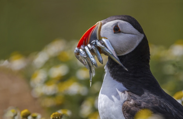 Puffin with fish in beak