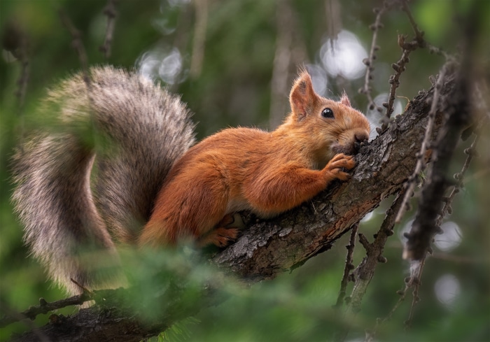 Red squirrel on a tree branch