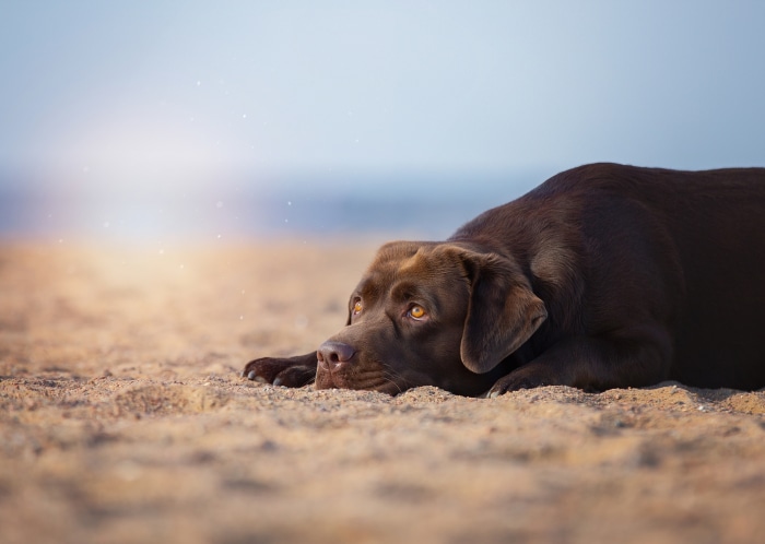 Chocolate Labrador dog lying on the sand