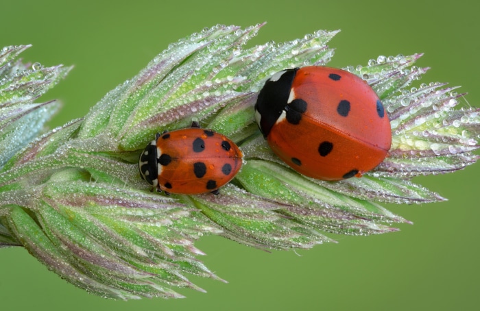 Two ladybugs on a plant with dew drops