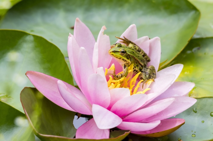 Frog on a Pink Water Lily 4K