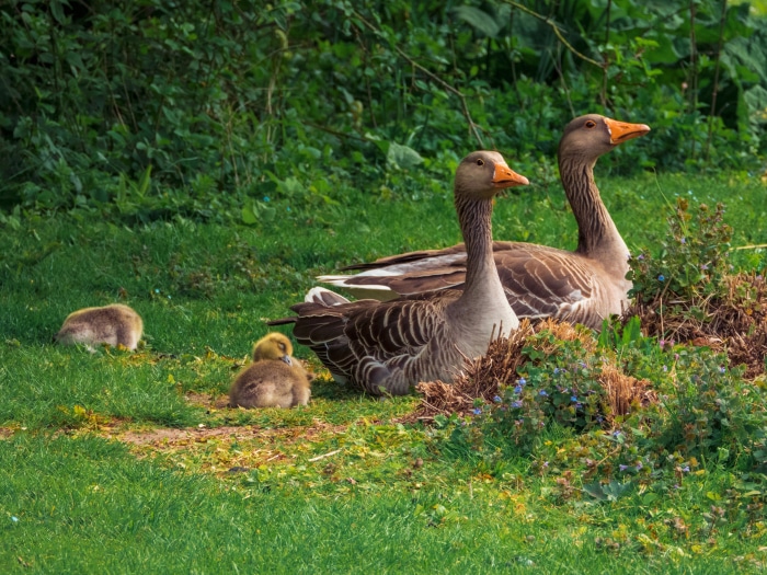Two adult geese and three goslings in grass