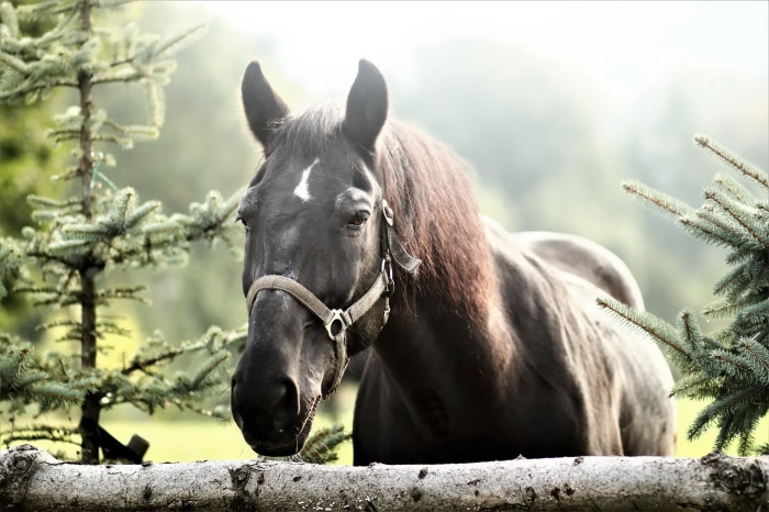 Black horse with white blaze wearing a halter