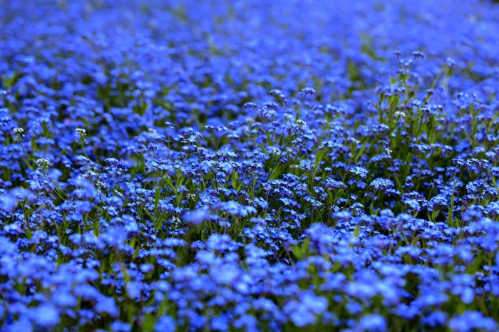 Field of Blue Forget-Me-Not Flowers