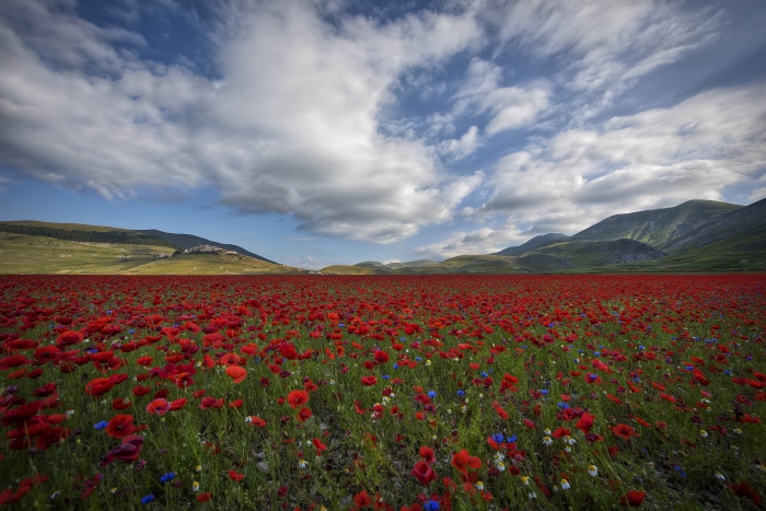 Field of Red Poppies in Summer 4K