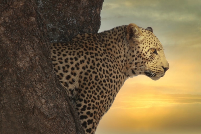 Leopard perched on a tree trunk at sunset