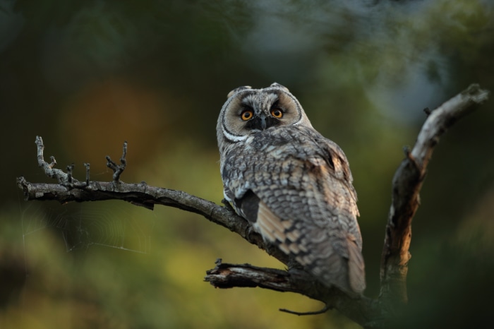 Long-eared owl perched on a branch