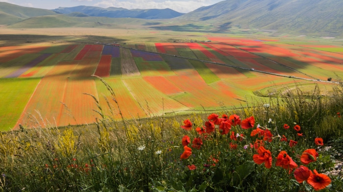Colorful flower fields in a valley with mountains