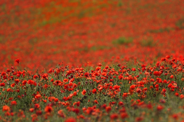 Field of Red Poppies in Summer 4K