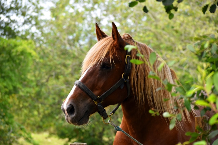 Brown horse with blonde mane in nature