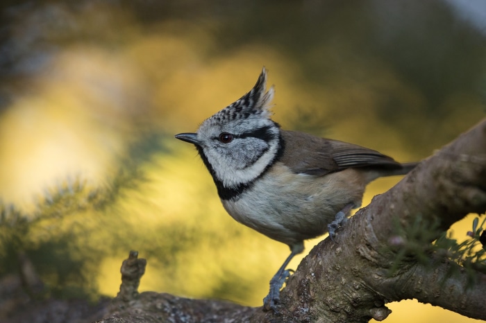 Crested Tit perched on a branch