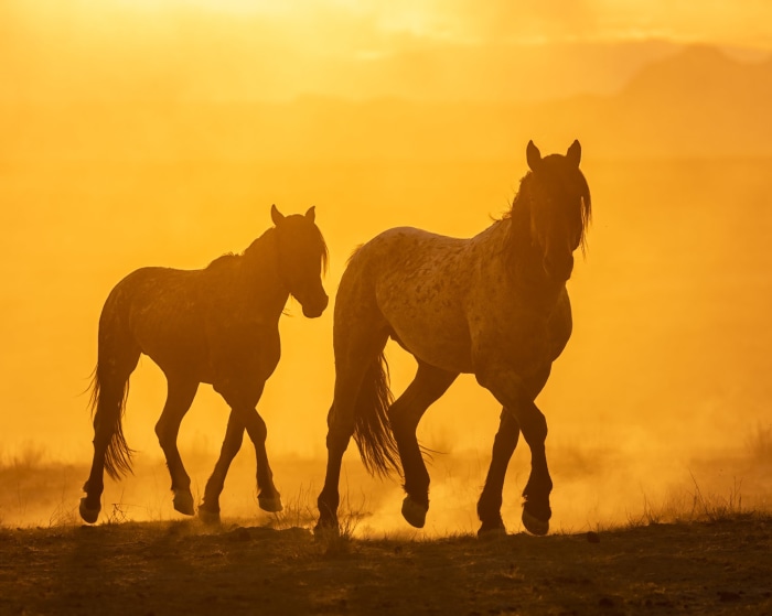 Two horses silhouetted against a golden sunset