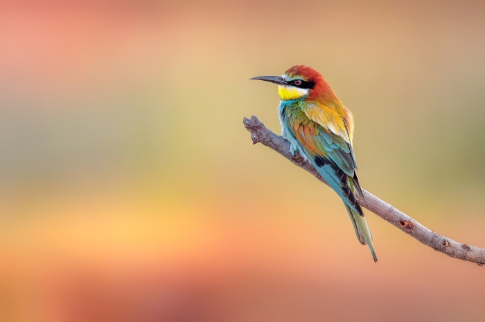 European Bee-eater perched on a branch