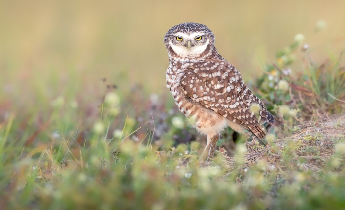 Burrowing owl standing in grass