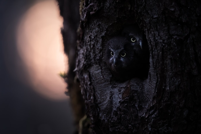 Two baby owls peeking from a tree hollow