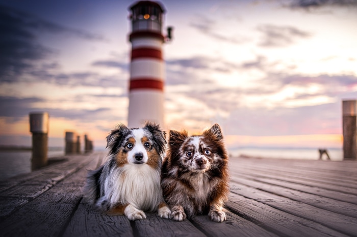 Two dogs on a pier with a lighthouse