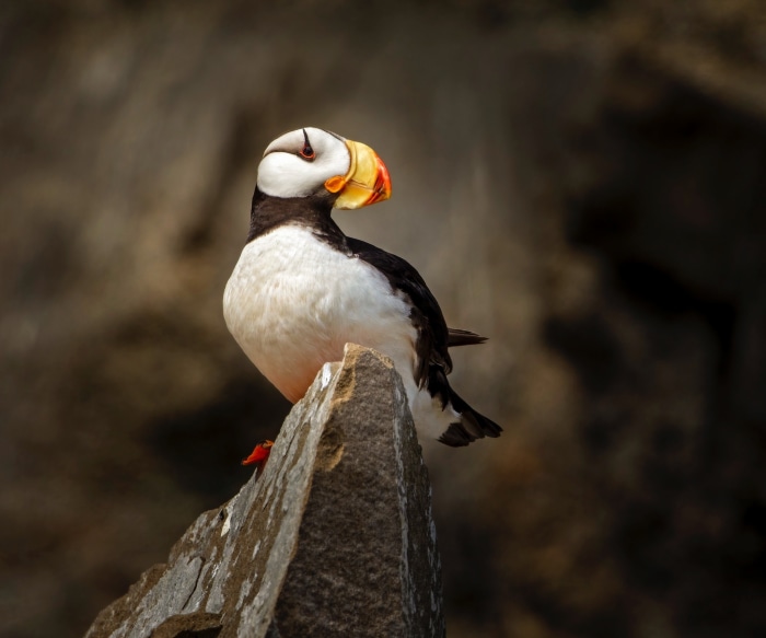 Puffin perched on a rock