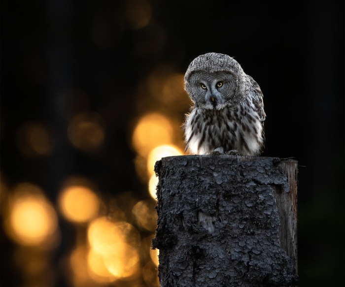 Great Grey Owl perched on a tree stump