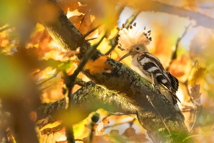 Hoopoe bird in autumn foliage 4K