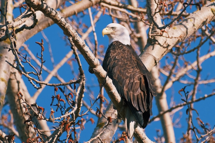 Bald Eagle perched on a tree branch