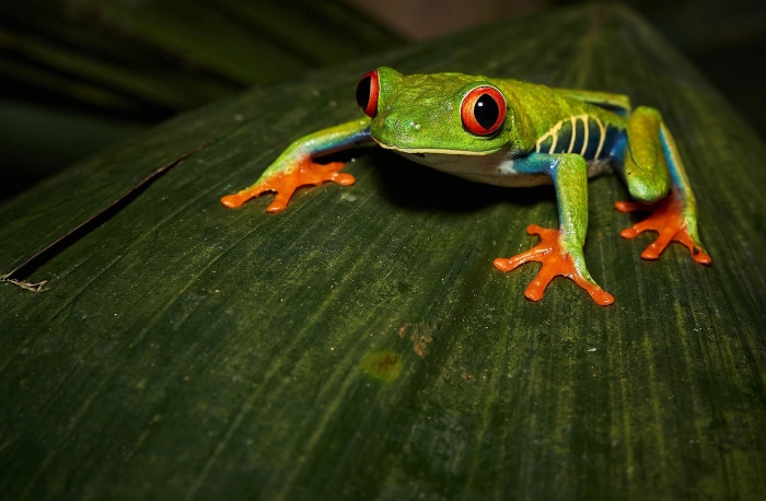 Red Eyed Tree Frog on a Leaf