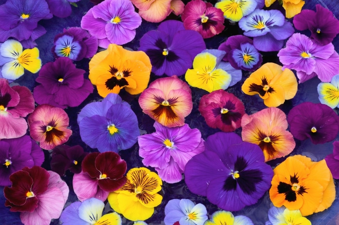 A collection of colorful pansy flowers floating