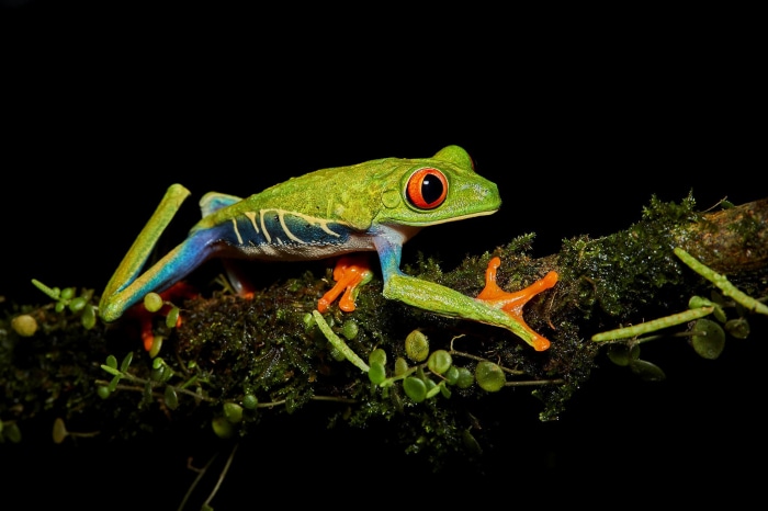 Red-eyed tree frog on a mossy branch