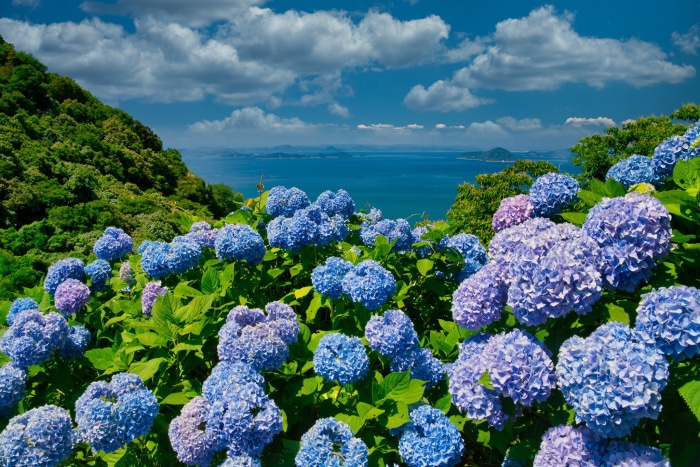 Blue and purple hydrangeas overlooking the ocean