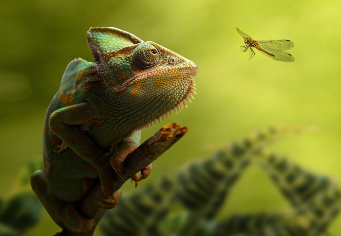 Chameleon and Dragonfly on a Branch