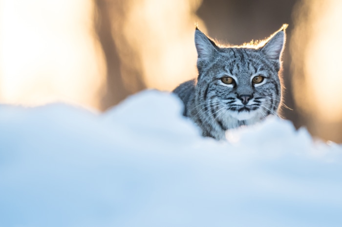 Bobcat in the snow at sunset