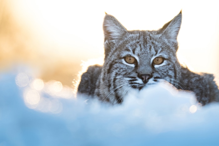 Bobcat in the snow at sunset