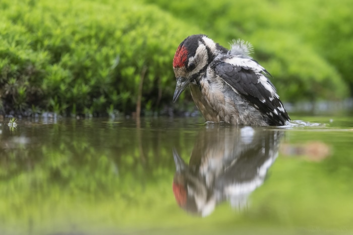 Great Spotted Woodpecker bathing in water