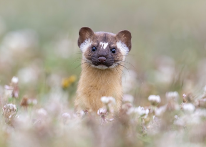 Marten in a field of flowers 4K
