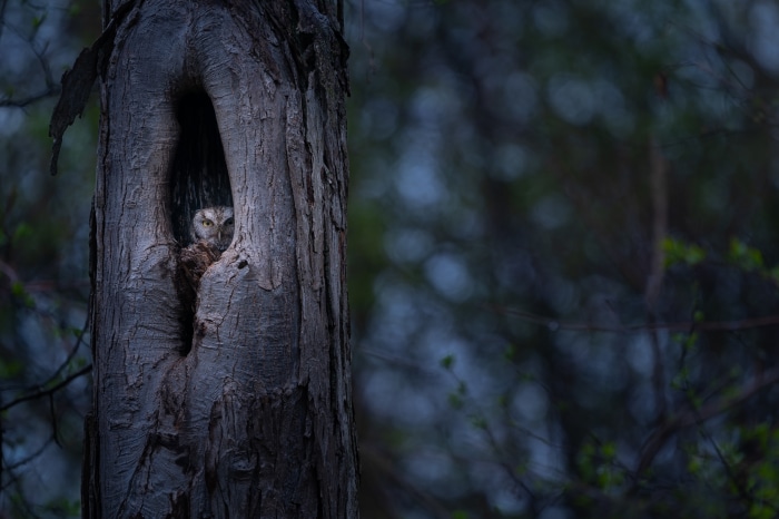 Owl in a tree hollow 4K