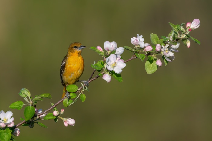 Baltimore Oriole perched on a flowering branch