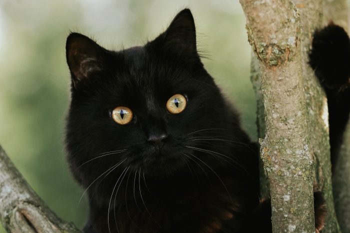 Black cat with yellow eyes in a tree