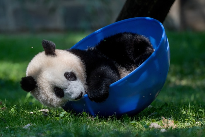 Baby Panda in a Blue Bowl