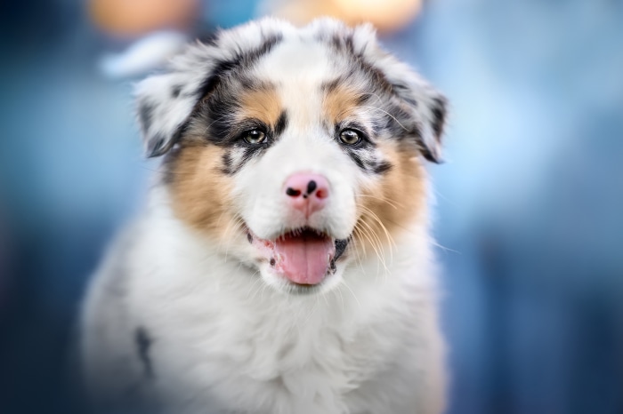Australian Shepherd Puppy with Blue Background