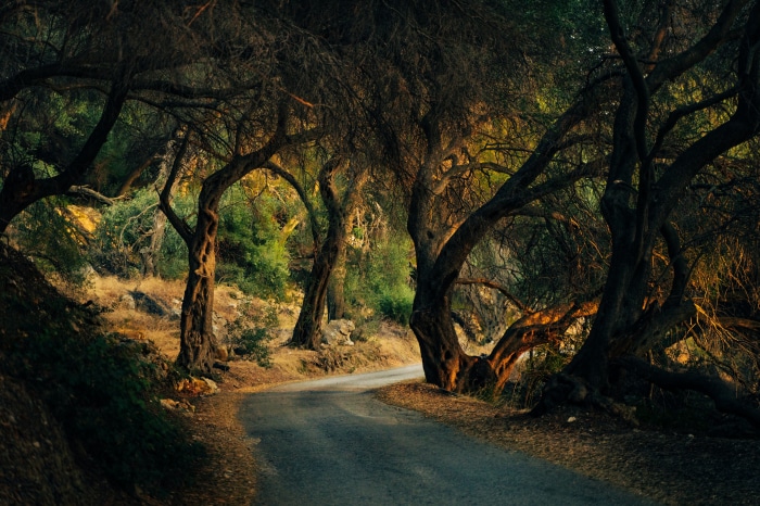Road through a forest with gnarled trees