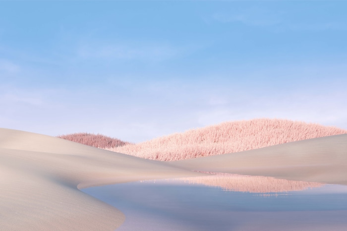 Lake and pink bushes on sand dunes