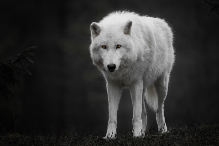 Arctic wolf with yellow eyes in dark forest