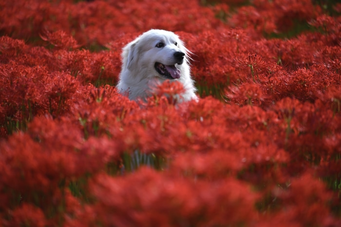 White dog in red spider lily field 4K